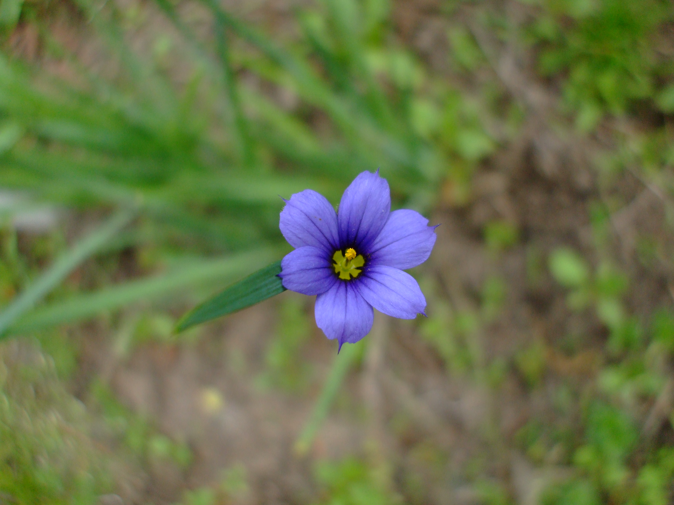 Sisyrinchium albidum